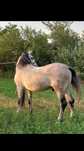 Vand cal andaluz dresat