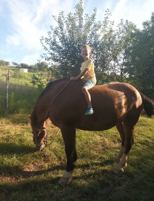 Cal tracțiune 7 ani cu caruta plug etc..