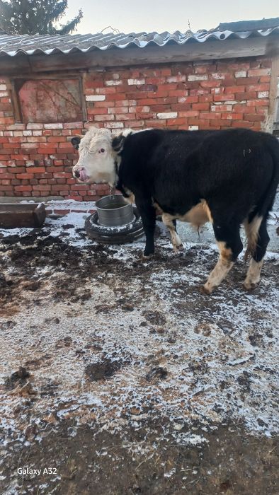 Продам быка 14 месяцем  600.000тысяч