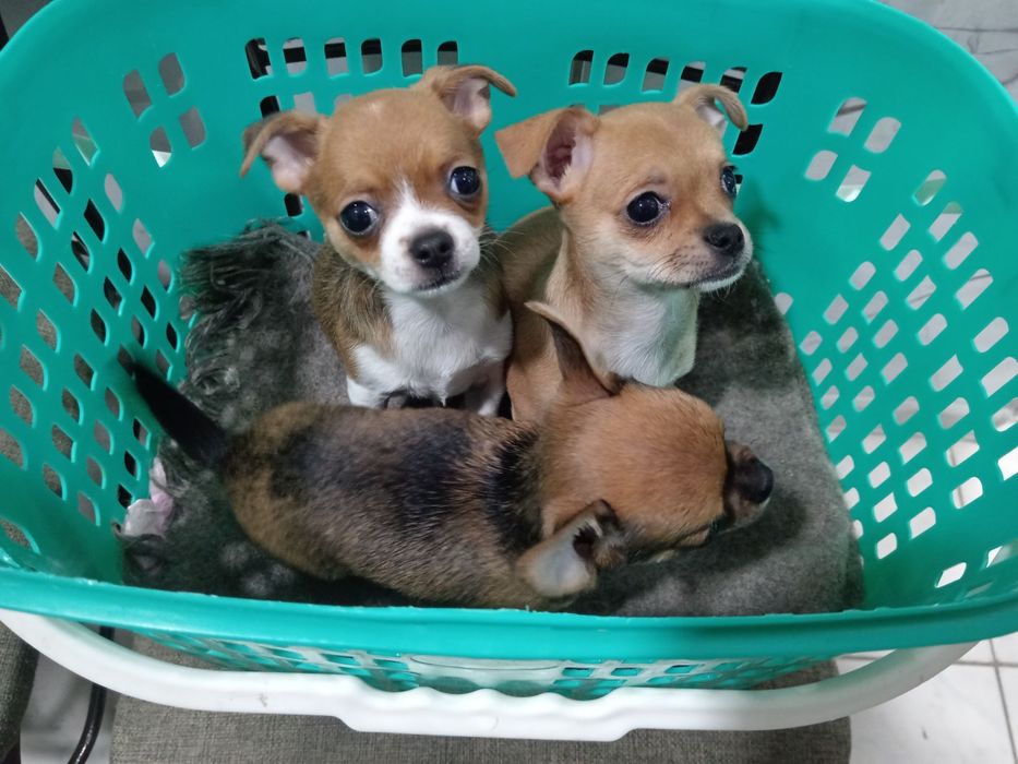 Продаются щенята.