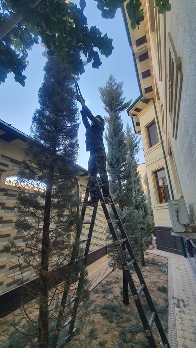 Daraxtlarga wakl beriw,archa kesiw,dorilaw,gazon ekiw, gul ekiw, Arzon