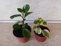 Пеперомия Peperomia obtusifolia - пъстра и зелена