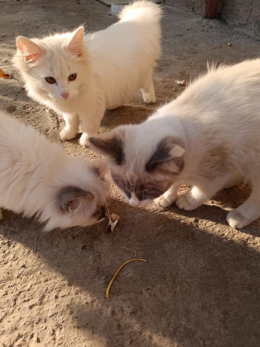 Пристраиваю котят, в добрые руки