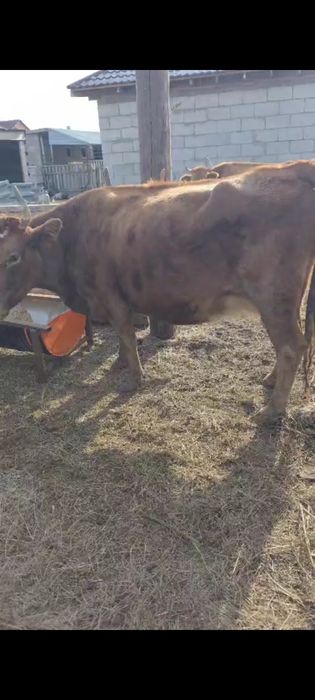 Коровы, Сиырлар. Корова, Сиыр