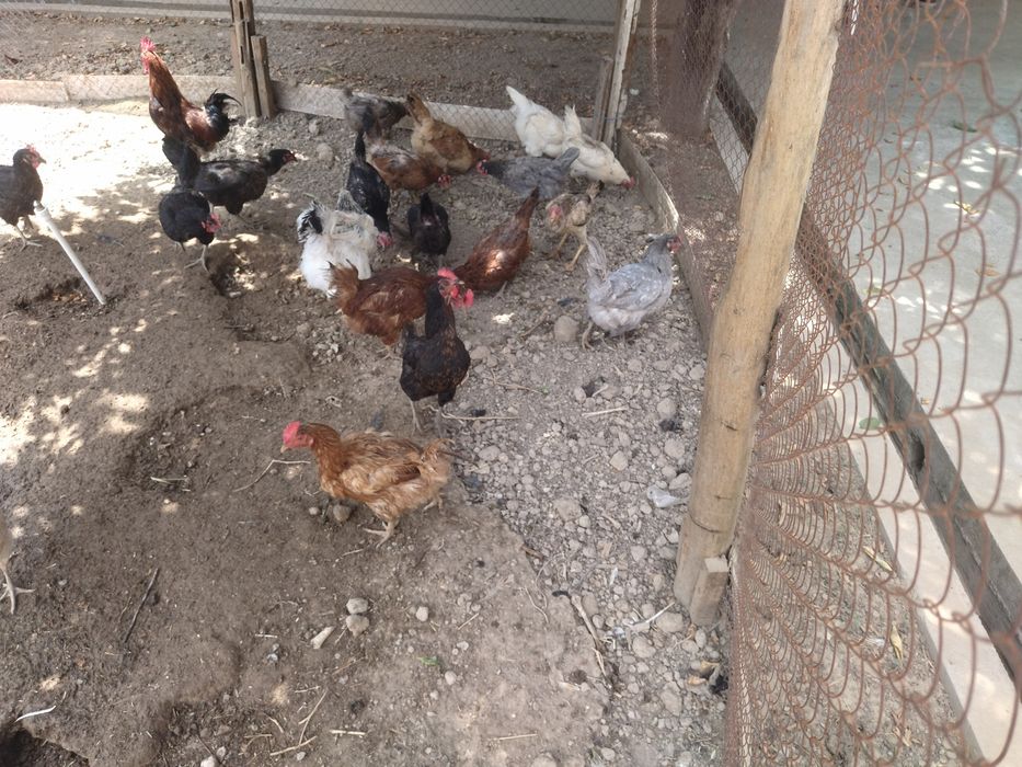 Domashniy tuxum zakazga