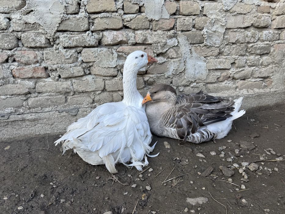 Vand o pereche de gaste crete