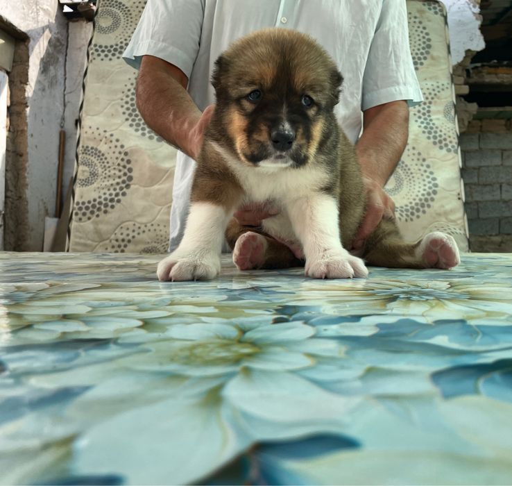 Щенок Алабая ( Супер Гигант ) кафказский