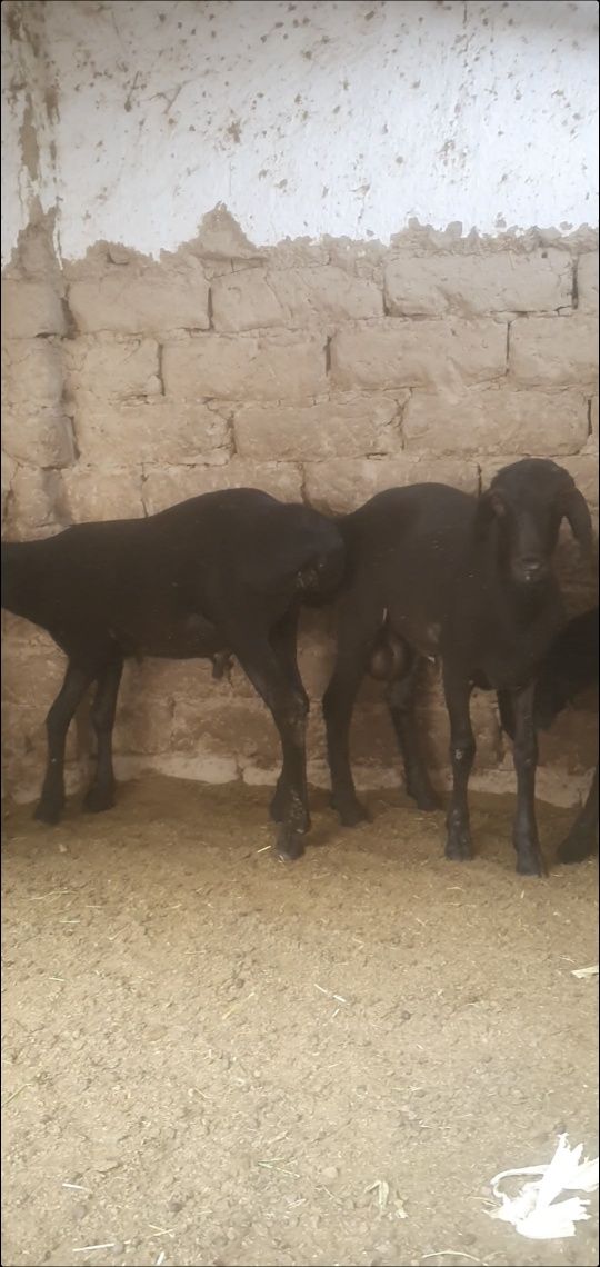 Qirgiz qozi qochqorla uzun narsala soglom