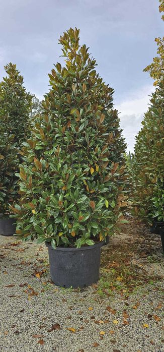 Vând magnolii grandiflora diferite dimensiunii