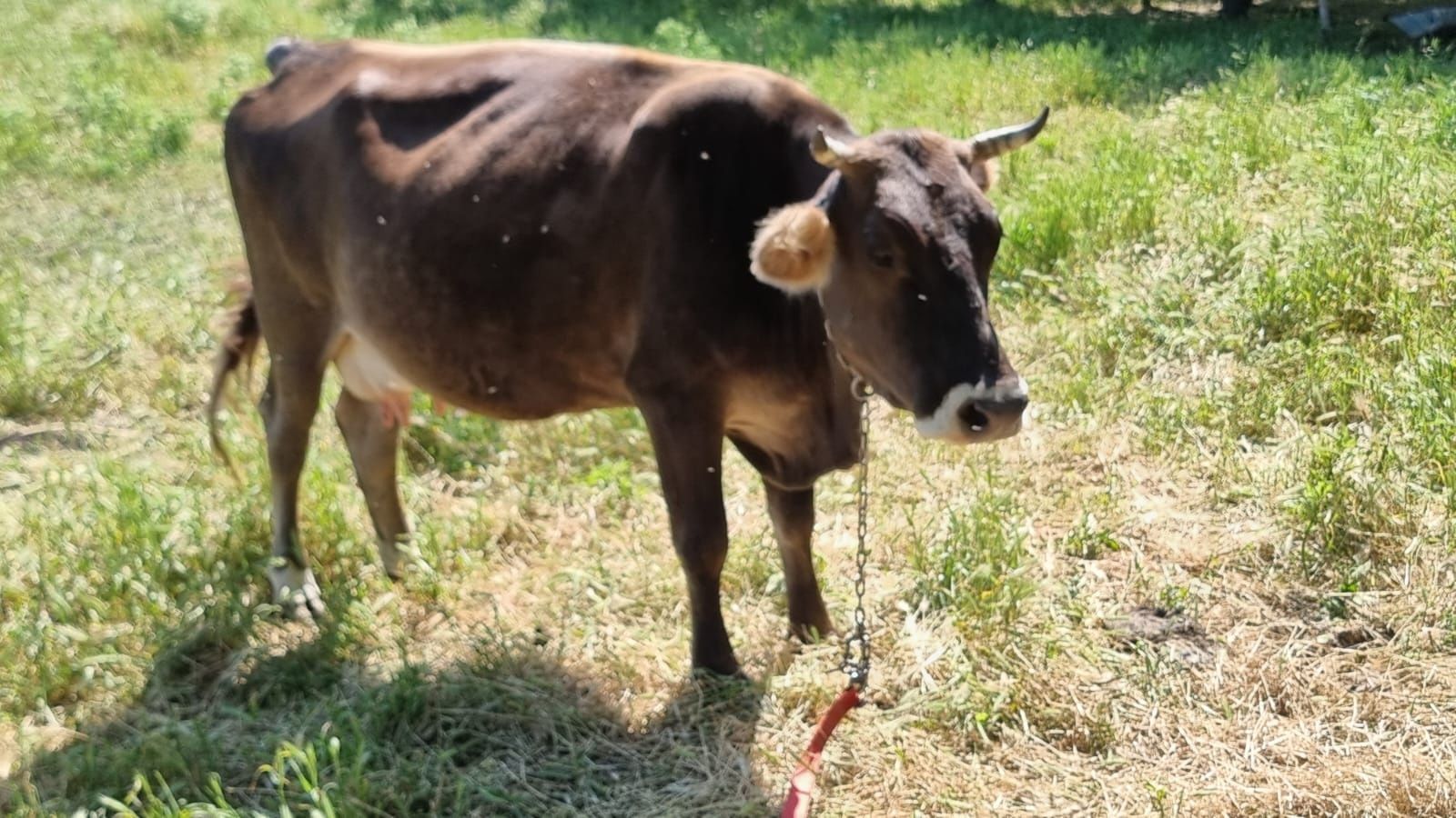 De vânzare vacă de 8 ani