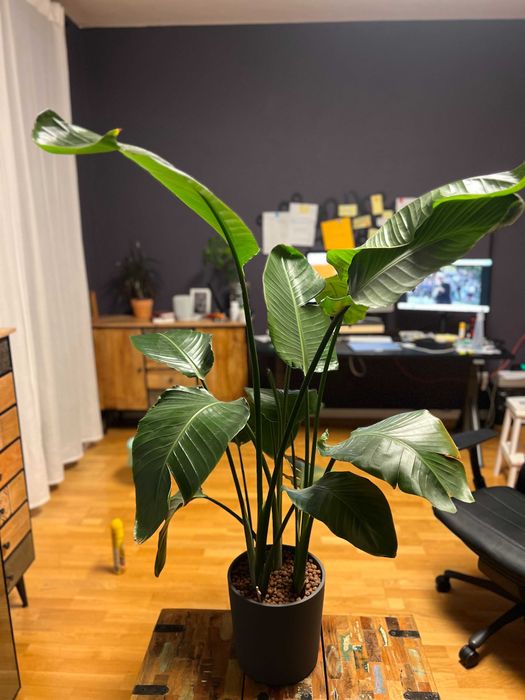 Planta Strelitzia Decorativa 145 cm Sector 1