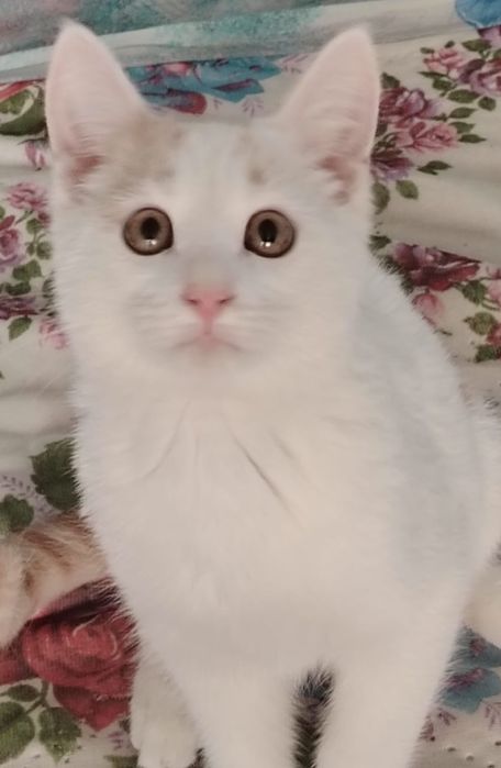 Котенок в хорошие руки