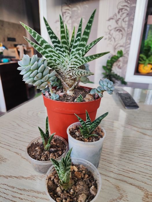 Продаются суккуленты