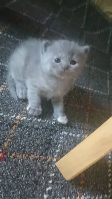 Скотиш страйт и фулд