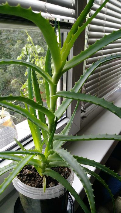 Продавам цветя Алое лечебно