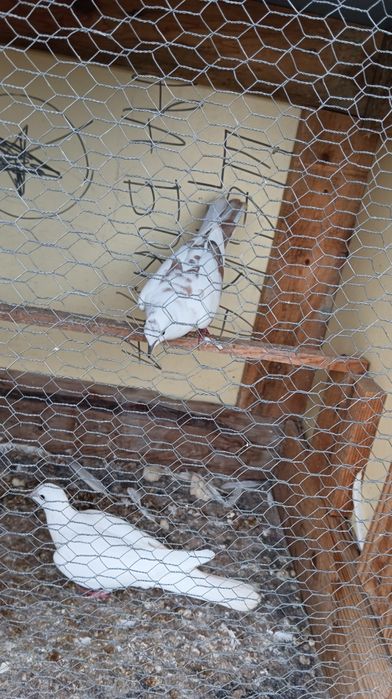 Продавам гугутки