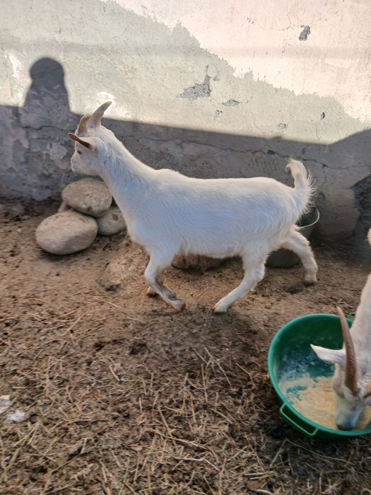 Лақ сатылады таза қан заннен теке лақ