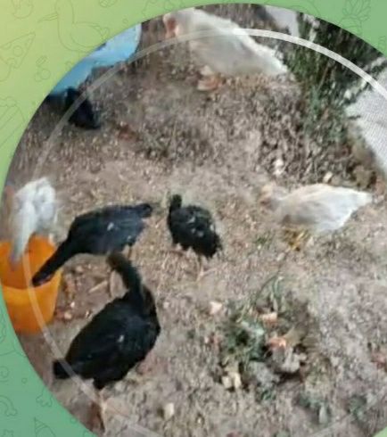 Ассалому алайкум хаммаси бир жойда сотиллади