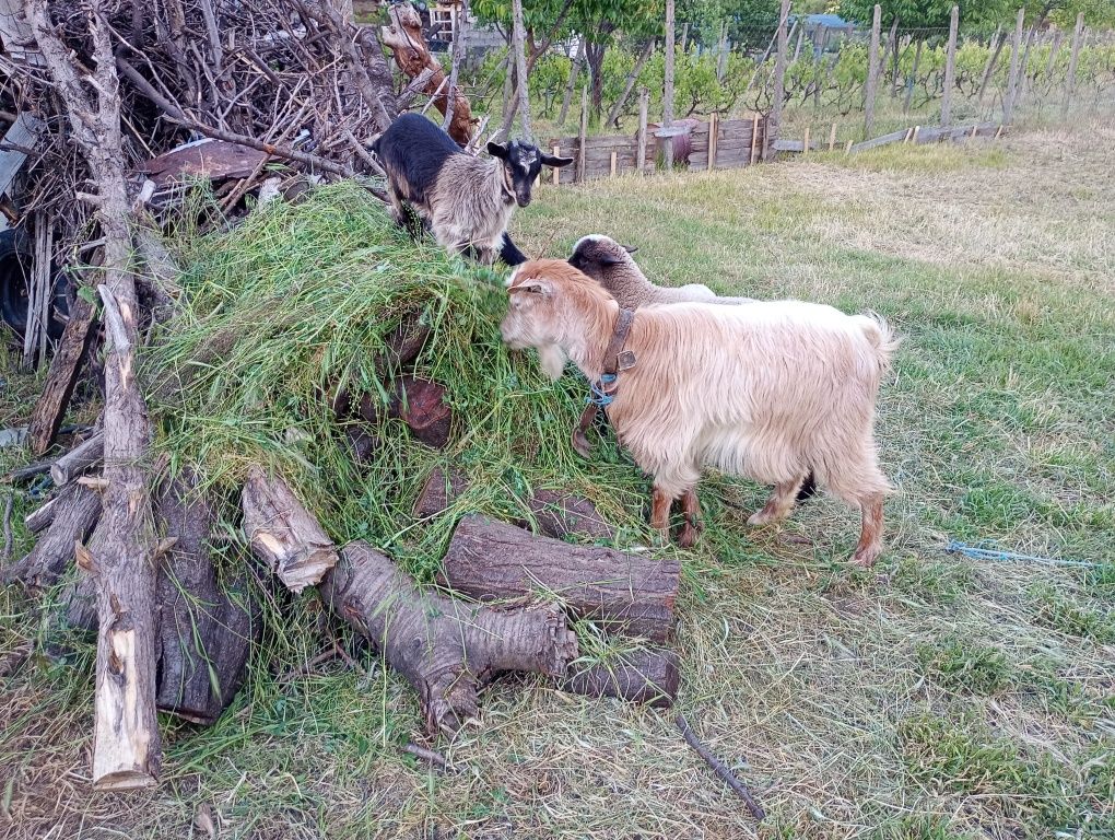 Capra cu doi iezi