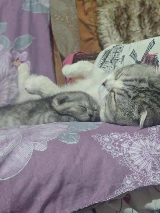 Шотланский веслохий котчта