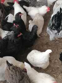 Продам инкубационные куриные яйца