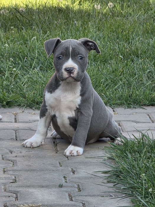 American Staffordshire Terrier