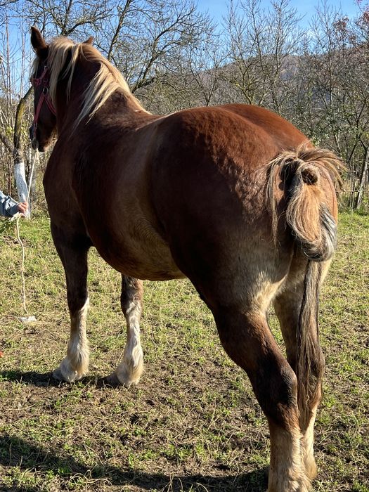 Iapa 6 ani gestanta 1.70 inaltime blanda buna de ham