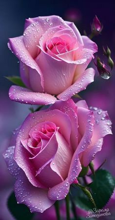 Trandafiri englezesc cu licenta intens parfumati