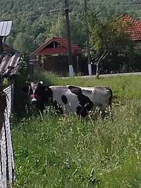 Vând vaca Holstein