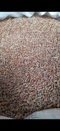 Продам зерно сухое не прелое золотистое в мешке 40кг есть доставка.