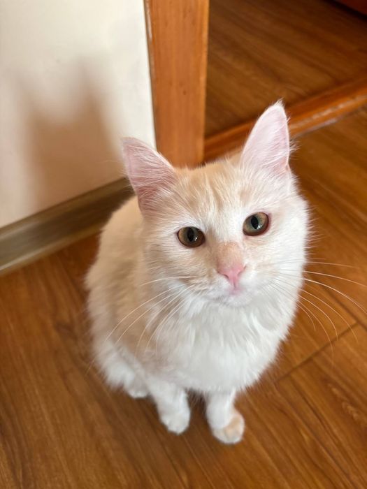 Turk angorasi  (uzun dumli, yumshoq oppoq junli)