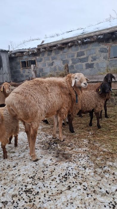 Продам Арашан возраст 2,5