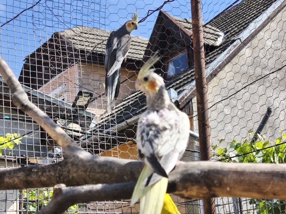 Agaponis si pui Nimfa sau  Cantares disponibil