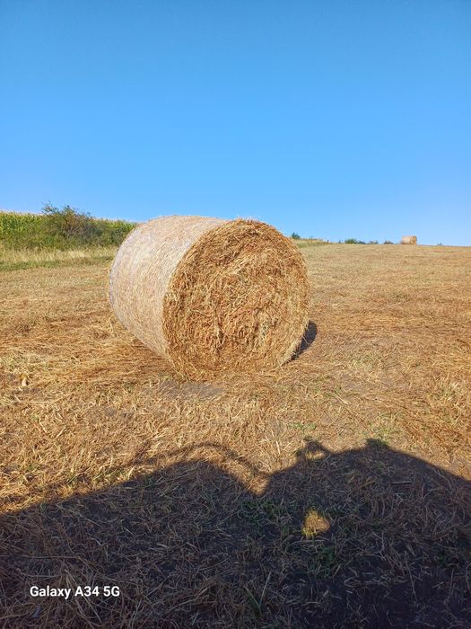 Vând baloti de lucernă