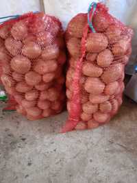 Vind cartofi pentru consum belarosa 3 lei/kg