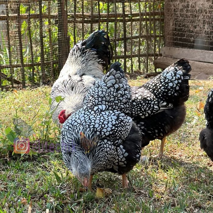 Свежие петушки виандот серебро