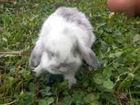 Berbec pitic { Holland Lop )