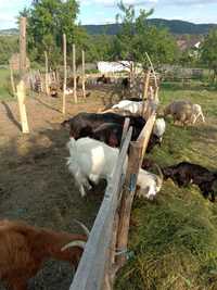 Vând capre românești