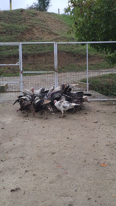 Curci și curcani