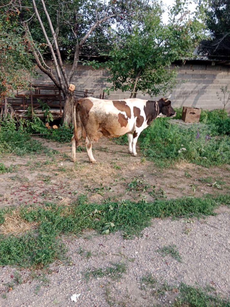 Сауын сыйырлар дойные коровы