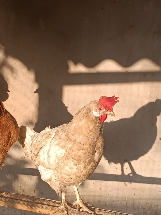 Tovuq sotiladi soyishga