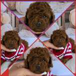 Пудел тийкъп c Родословие Poodle той Момиче