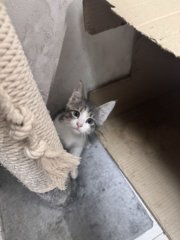 Отдам домашних котят в добрые руки