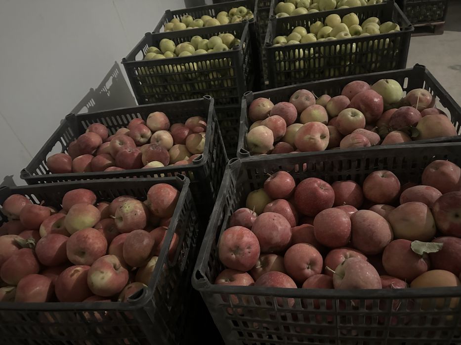 Olma optom narxlarda 7000 so’m