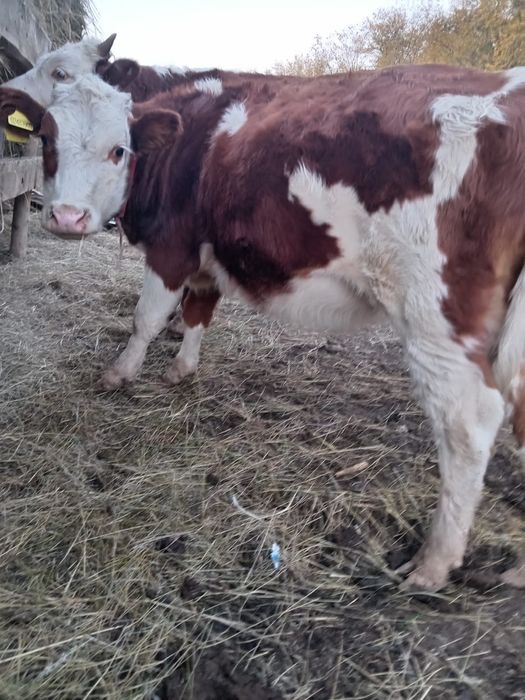 Баспақ қашар сатылады