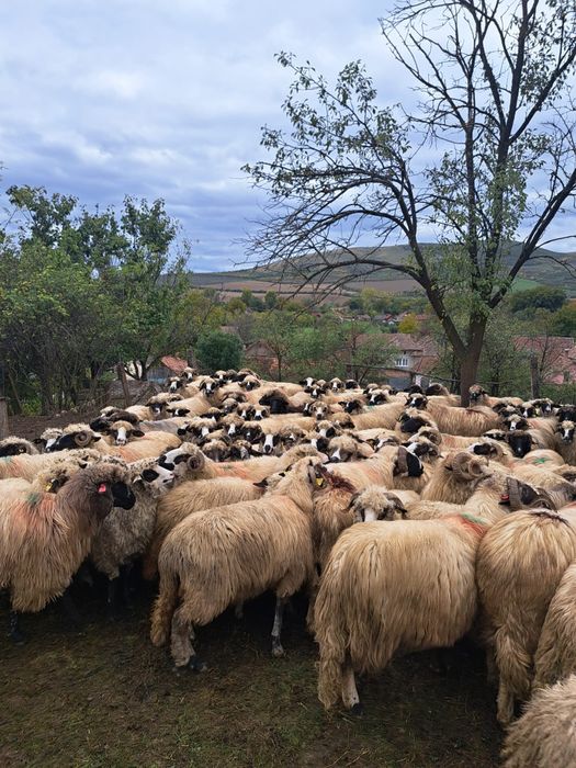 Turma de oi de vânzare sau schimb cu vaci de lapte