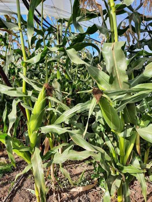 Porumb Zaharat De Vazare