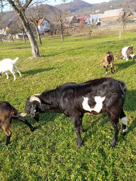 Vând țap frumos .