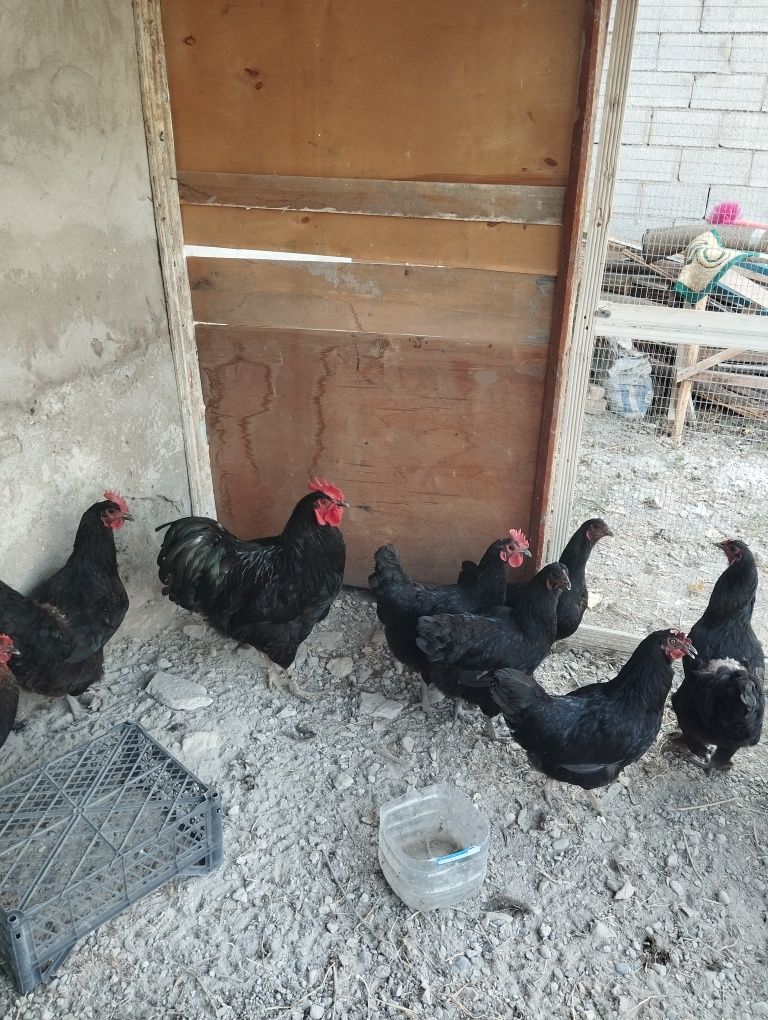 Qora tovuqlar sotiladi