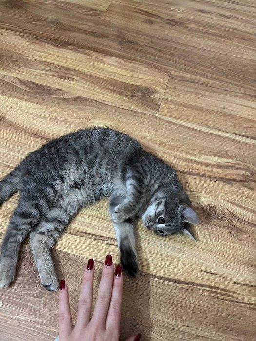 Красива котенца, на 3 месеца